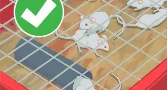 Breed Mice