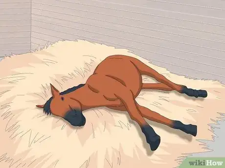 Image titled How Do Horses Sleep Step 2