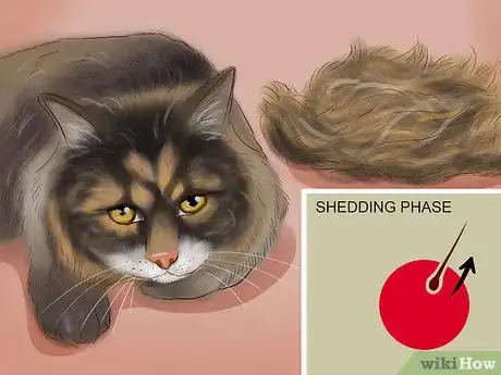 Image titled Know if Your Cat Is Shedding More than Normal Step 9