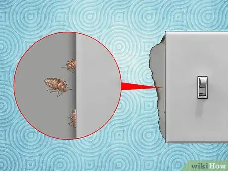 Image titled Identify Bed Bug Bites Step 9