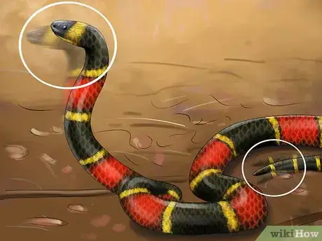 Image titled Tell the Difference Between a King Snake and a Coral Snake Step 8