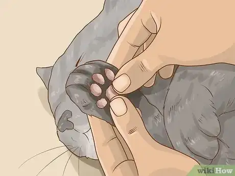 Image titled Cut Cat Nails with Human Clippers Step 3