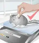 Buy a Chinchilla