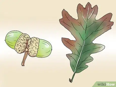 Image titled Identify Oak Leaves Step 9