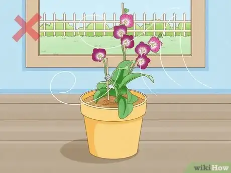 Image titled Care for Mini Orchids Step 7