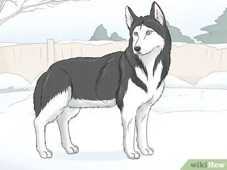 Image titled Identify a Siberian Husky Step 5