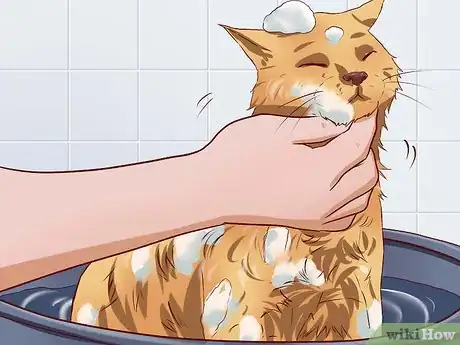 Image titled Get Your Cat to Tolerate a Bath Step 1