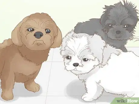 Image titled Identify a Shih Tzu Step 7