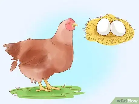 Image titled Tell when a Hen Is Ready to Lay Step 9