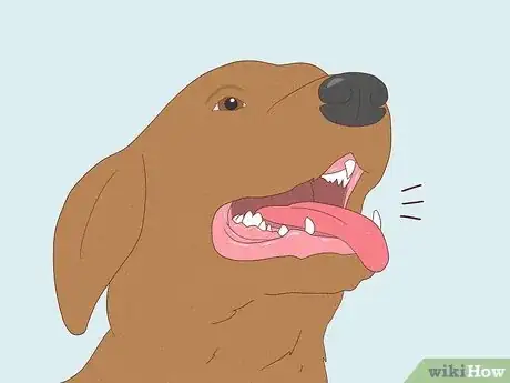 Image titled Make a Dog Laugh Step 1