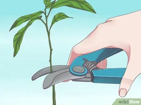 Image titled Grow Avocados Step 8