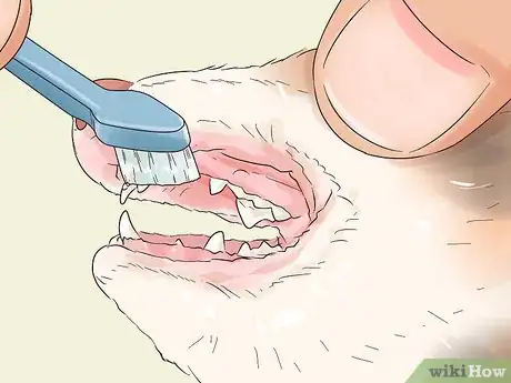 Image titled Clean a Ferret's Teeth Step 6