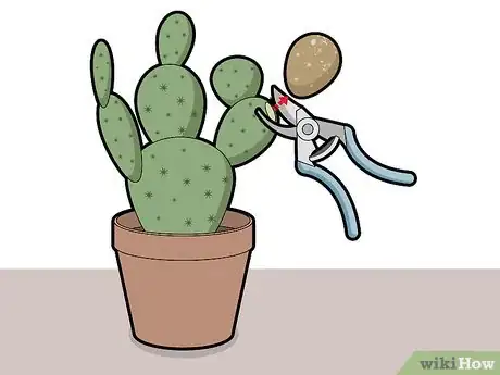 Image titled Prune Cactus Step 2