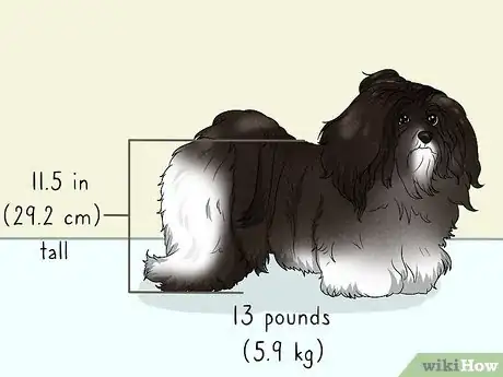 Image titled Identify a Havanese Step 1