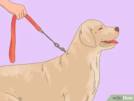 Image titled Care for a Dog After Spaying Step 19