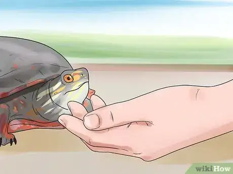 Image titled Pet a Turtle Step 5