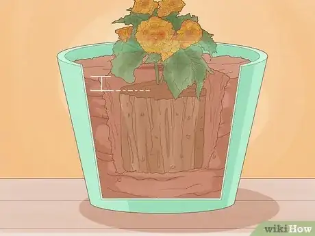 Image titled Grow Begonias Step 5