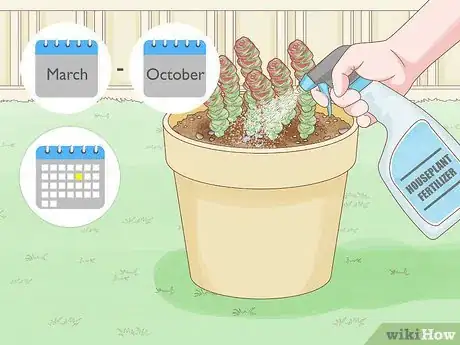 Image titled Grow Succulents Outdoors Step 11