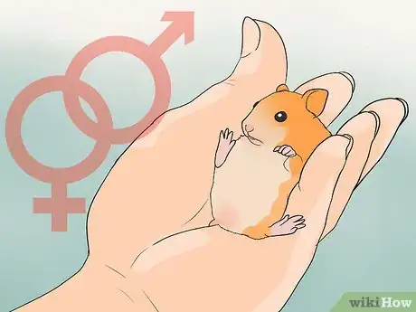 Image titled Breed Syrian Hamsters Step 30