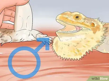 Image titled Breed Bearded Dragons Step 1