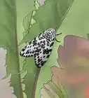 Care for a Giant Leopard Moth Caterpillar