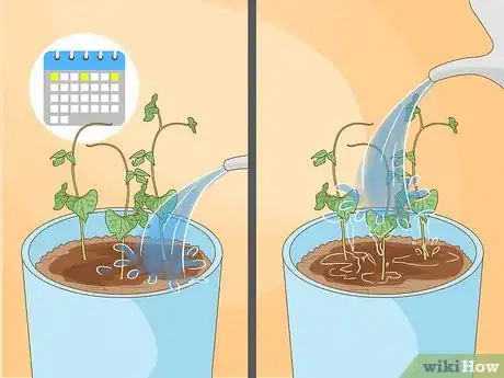 Image titled Grow Beans in Pots Step 13