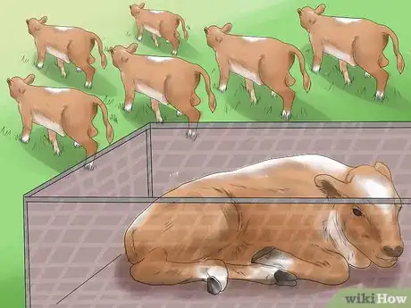 Image titled Diagnose and Treat Scours in Calves Step 5