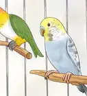 Know if a Caique Parrot Is Right for You