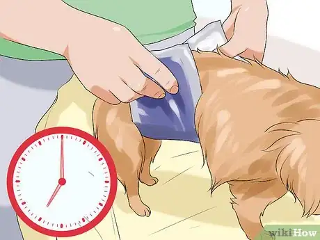 Image titled Determine Whether to Diaper a Senior Dog Step 7