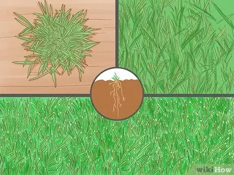 Image titled Grow Grass in High Traffic Dog Areas Step 1