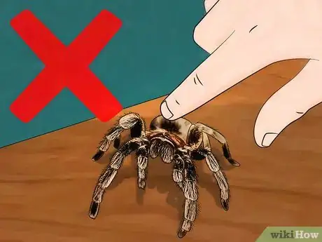 Image titled Pick up a Tarantula Step 8