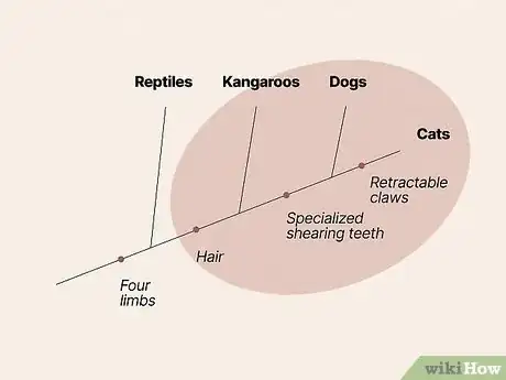 Image titled Read a Cladogram Step 8