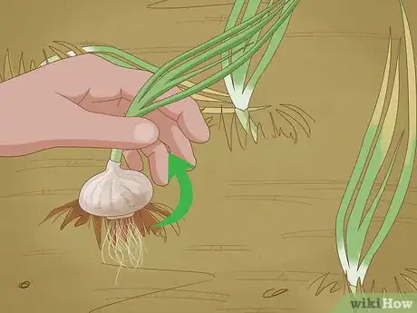 Image titled Plant Garlic in the Fall Step 13