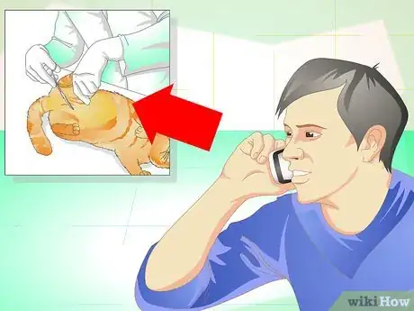 Image titled Get Your Cat Spayed Step 5