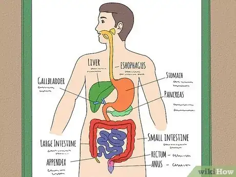 Image titled Draw a Model of the Digestive System Step 15