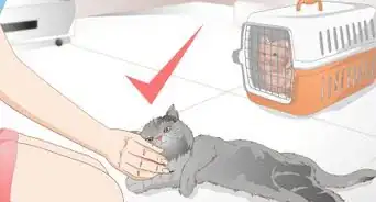 Get Rid of Cat Spray Odor