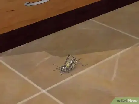 Image titled Catch a Cricket Inside a Building Step 3