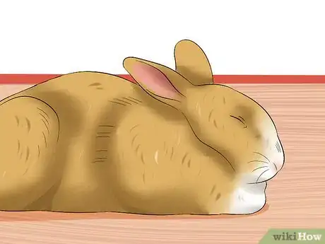 Image titled Treat Digestive Problems in Rabbits Step 3