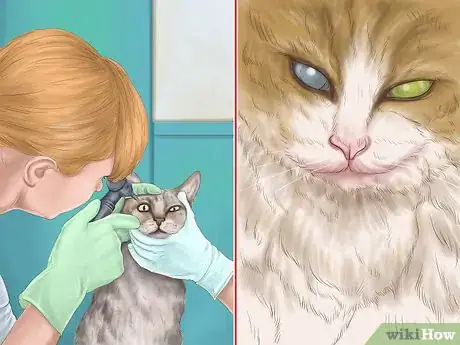 Image titled Diagnose Feline Cataracts Step 7