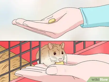 Image titled Tame a Roborovski Hamster Step 9