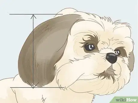 Image titled Identify a Shih Tzu Step 3