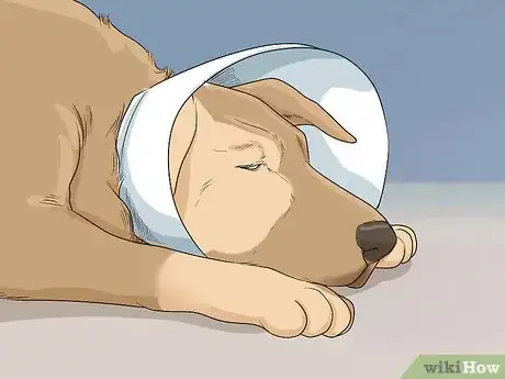 Image titled Help Your Dog Recover from Surgery Step 14