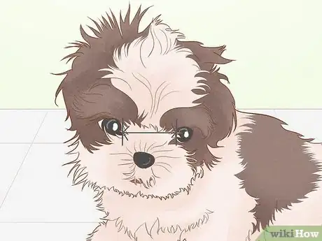 Image titled Identify a Shih Tzu Step 4