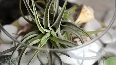 Image titled Make an Air Plant Terrarium Step 12