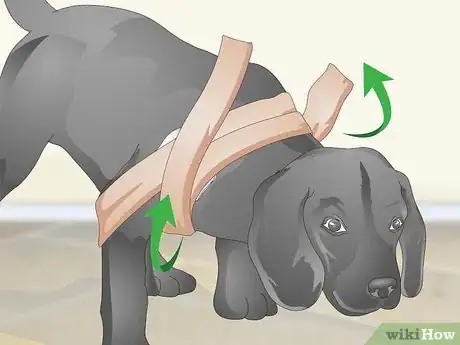 Image titled Wrap a Dog’s Shoulder Step 11