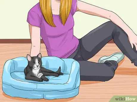 Image titled Treat a Cat for Snakebite Step 11