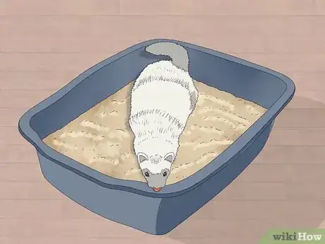 Image titled Reduce Ferret Odor Step 5