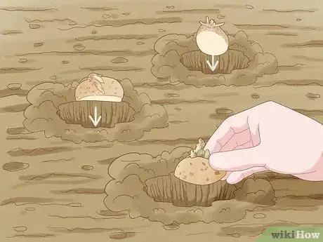 Image titled Regrow Potatoes Step 5