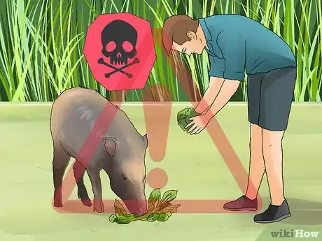 Image titled Care for a Javelina Step 8