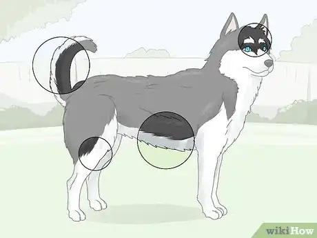 Image titled Identify a Siberian Husky Step 8